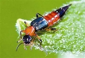 什么样的毒虫咬会起大水泡,夏天3种虫咬可致命