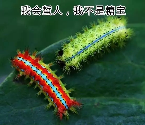 什么样的毒虫咬会起大水泡,夏天3种虫咬可致命