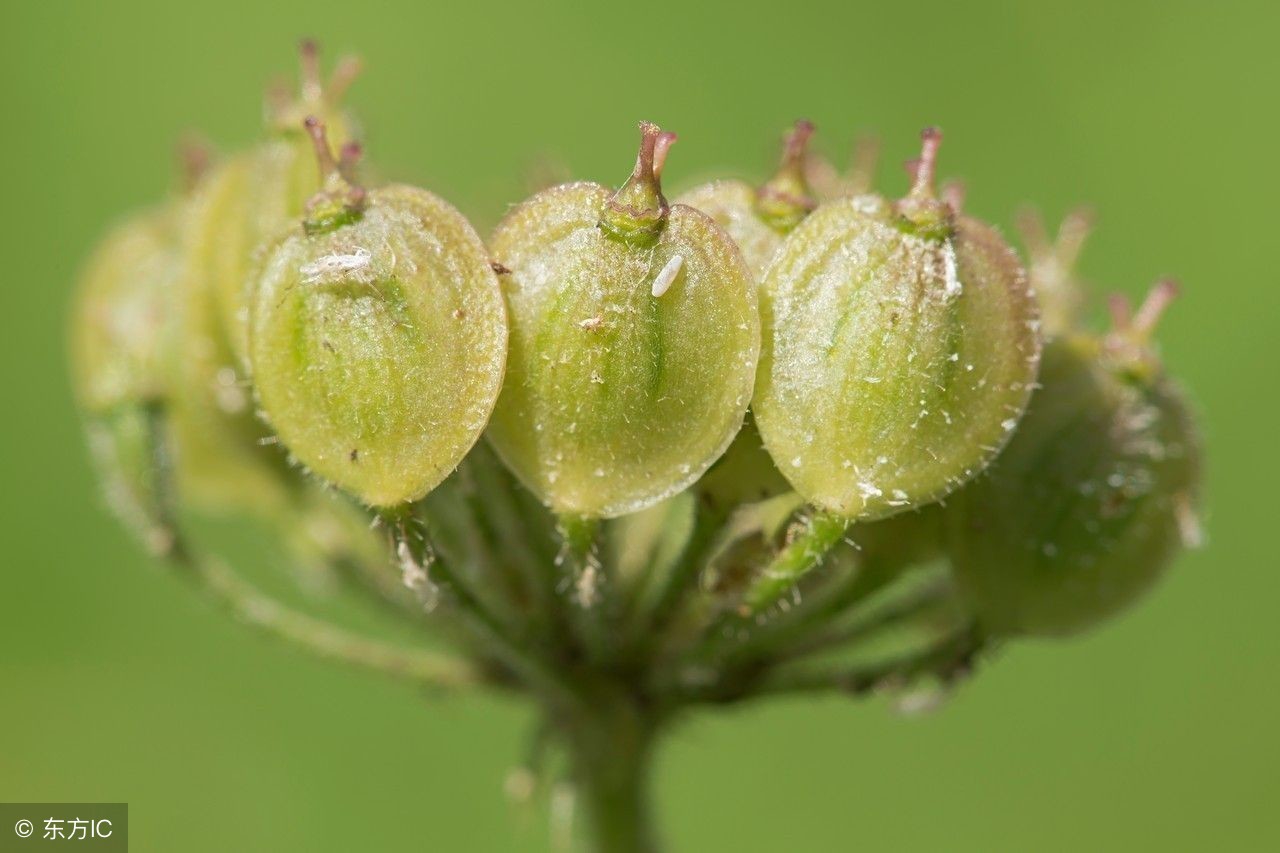 三味中药治风湿骨病,风湿最怕三味中药