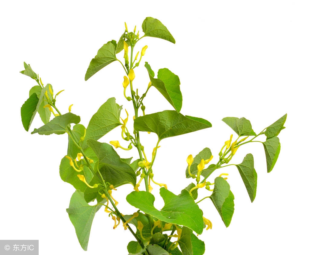 三味中药治风湿骨病,风湿最怕三味中药