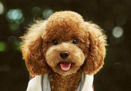 母狗发情期，你准备好应对方法了吗？