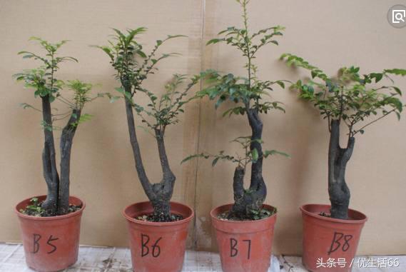 小叶紫檀老是掉叶子怎么办,小叶紫檀总是掉叶子是什么原因呢