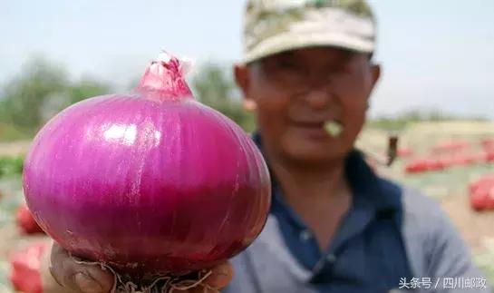 「爱心助农」西昌5万吨洋葱大量上市，这个“五月”我们一起吃洋葱！