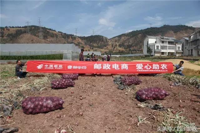 「爱心助农」西昌5万吨洋葱大量上市，这个“五月”我们一起吃洋葱！