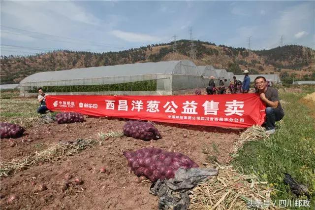 「爱心助农」西昌5万吨洋葱大量上市，这个“五月”我们一起吃洋葱！