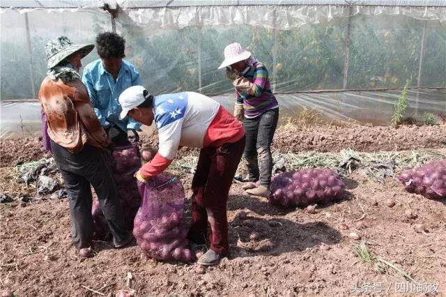 「爱心助农」西昌5万吨洋葱大量上市，这个“五月”我们一起吃洋葱！