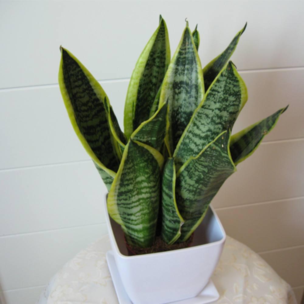 虎皮兰养护方法和注意事项,虎皮兰怎么养好看视频教程