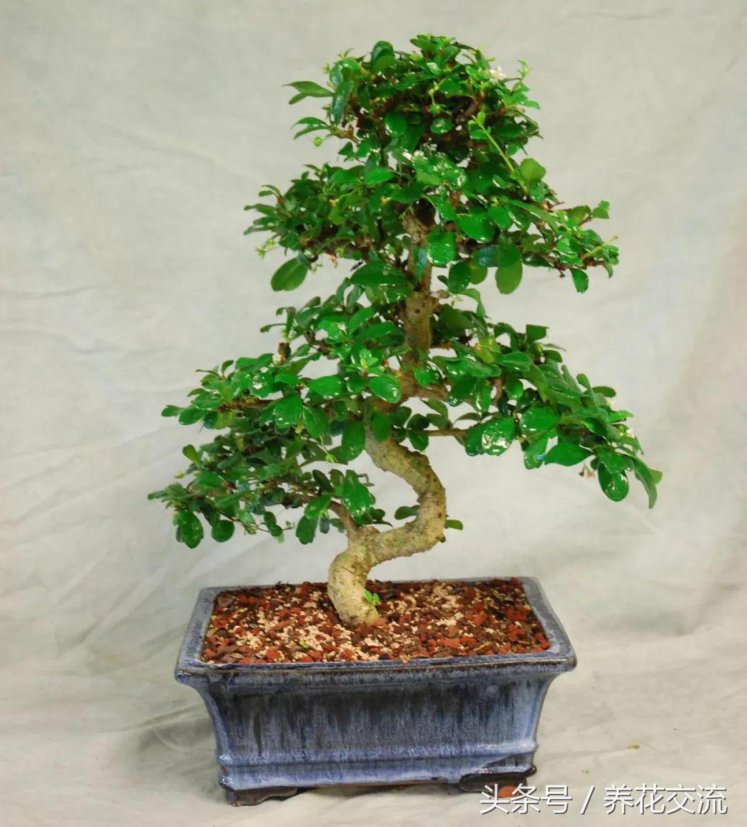 怎么样养出好看的盆景花,适合新手养的十大盆景