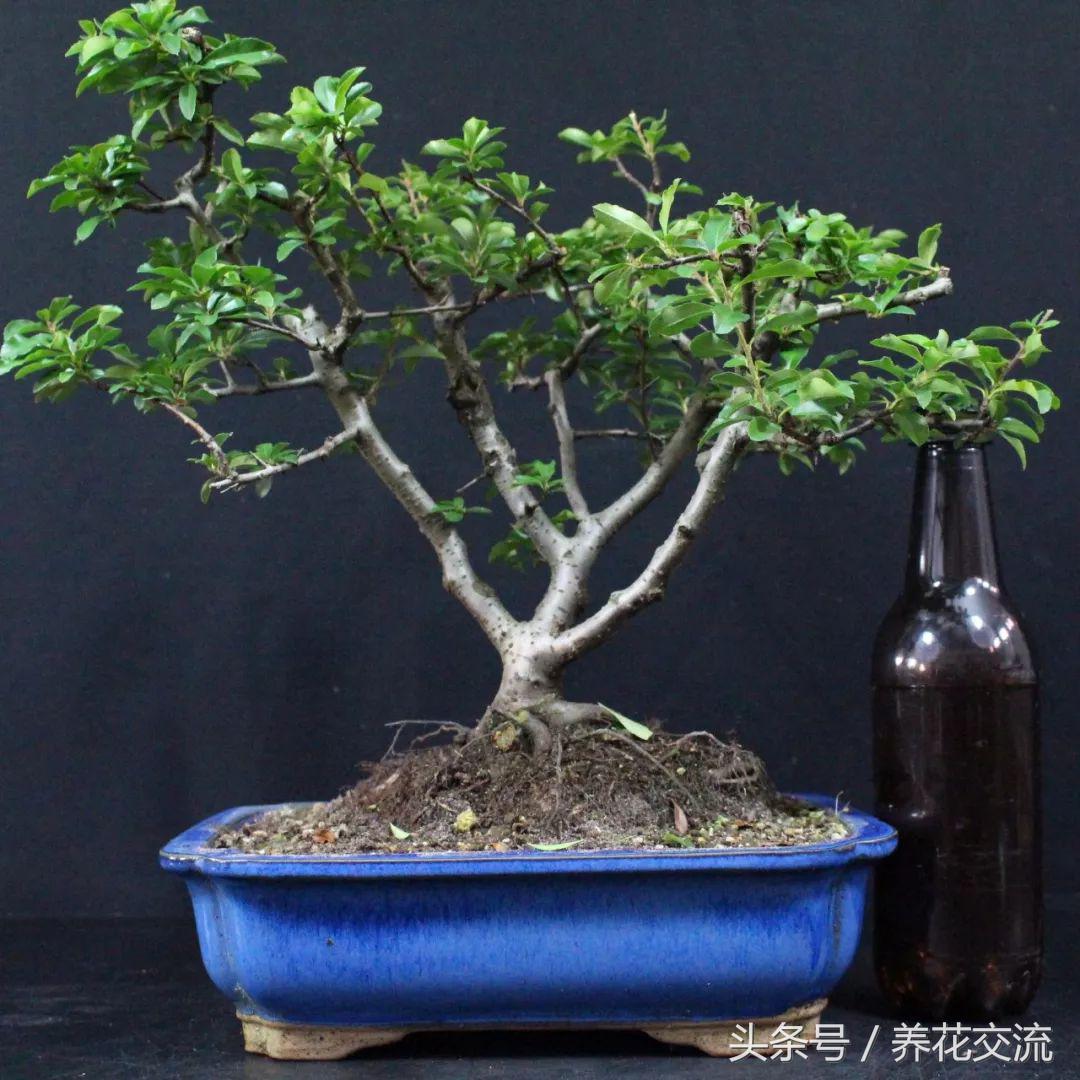 怎么样养出好看的盆景花,适合新手养的十大盆景