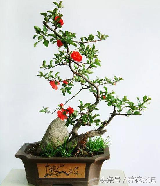 怎么样养出好看的盆景花,适合新手养的十大盆景