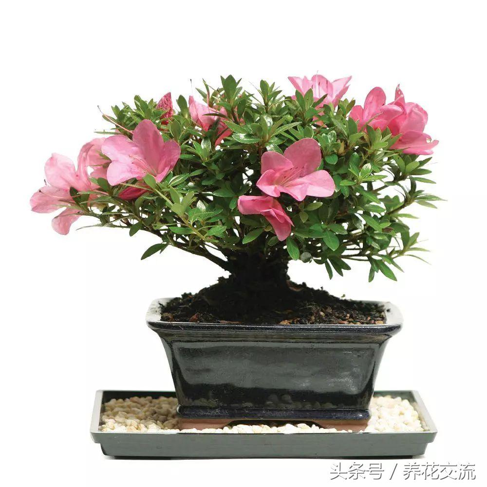 怎么样养出好看的盆景花,适合新手养的十大盆景