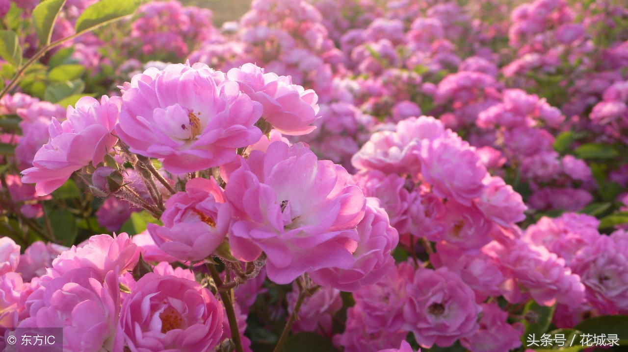 蔷薇月季和玫瑰的区别,月季跟蔷薇跟玫瑰有什么区别