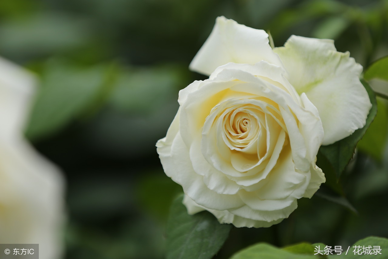 蔷薇月季和玫瑰的区别,月季跟蔷薇跟玫瑰有什么区别