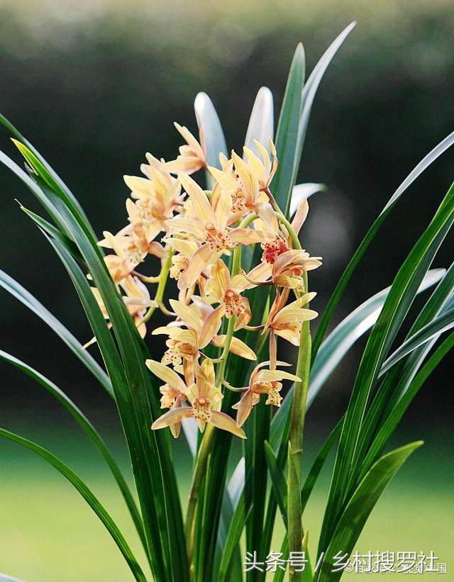 兰花中哪个品种最好看又好养,兰花哪个品种好活好养又好看