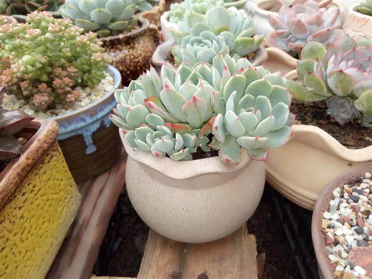 多肉顶部出小崽怎么处理,多肉长出小崽大叶怎么弄掉