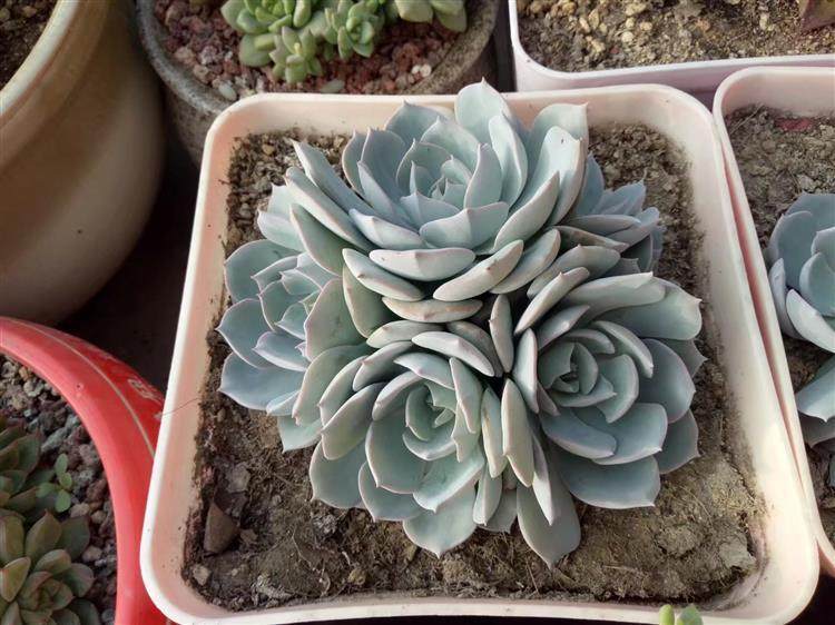 多肉顶部出小崽怎么处理,多肉长出小崽大叶怎么弄掉