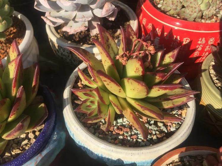 多肉顶部出小崽怎么处理,多肉长出小崽大叶怎么弄掉