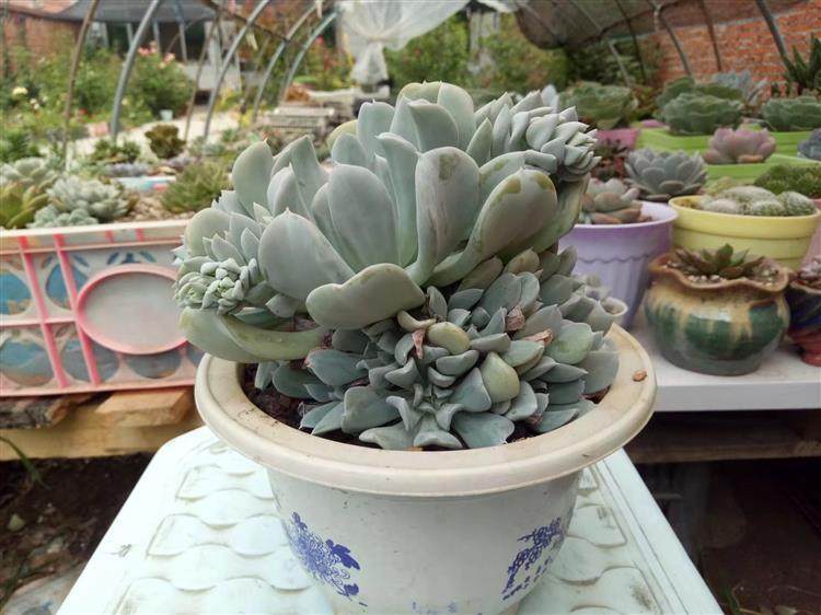 多肉顶部出小崽怎么处理,多肉长出小崽大叶怎么弄掉