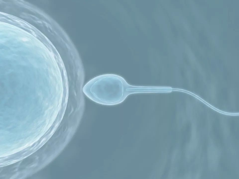 女博士做试管婴儿的视频,海归博士抢救孕妇