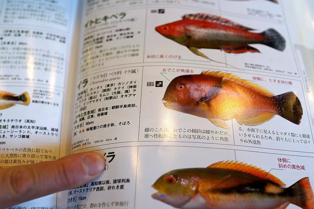 全国仅有的五家日料店 (日本便宜又实惠的日料店)