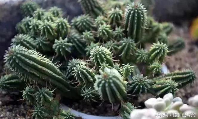 多肉植物白色汁液有毒,紫珍珠多肉植物有毒吗能吃吗