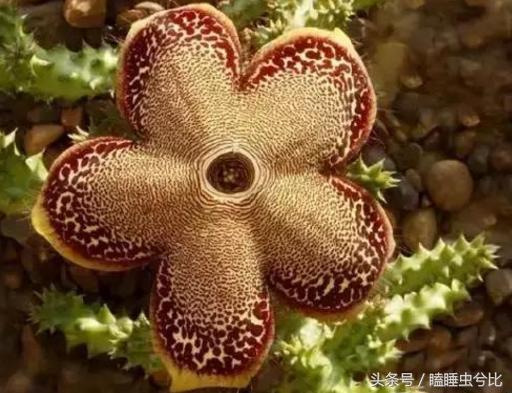 多肉植物白色汁液有毒,紫珍珠多肉植物有毒吗能吃吗