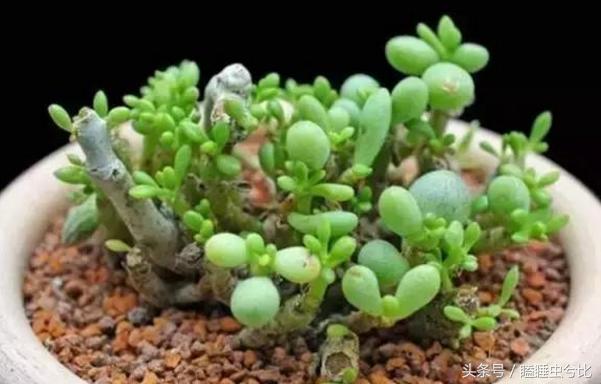 多肉植物白色汁液有毒,紫珍珠多肉植物有毒吗能吃吗