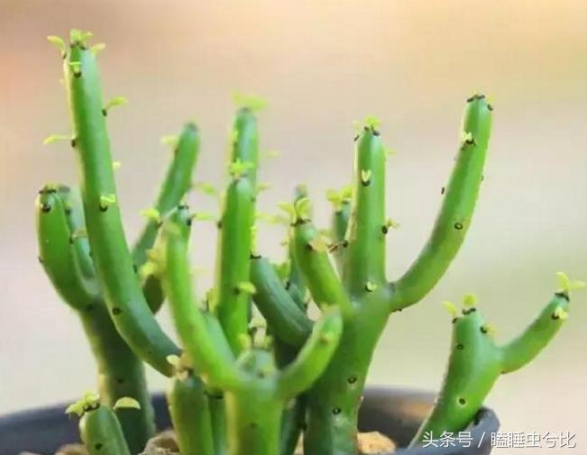 多肉植物白色汁液有毒,紫珍珠多肉植物有毒吗能吃吗