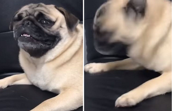 狗狗打喷嚏搞笑哈士奇,狗狗打喷嚏逗笑众人