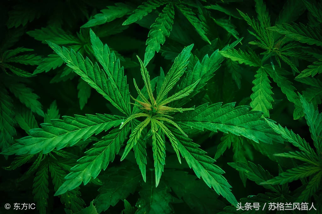 加拿大食用大麻合法吗,加拿大大麻交易合法吗
