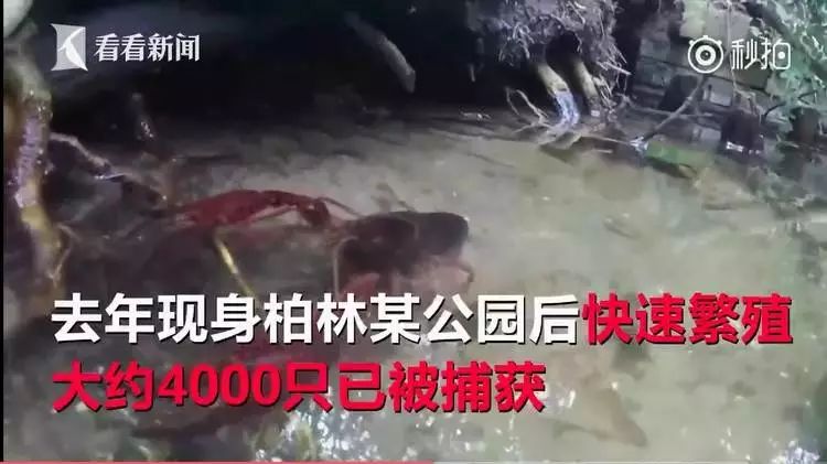 为什么小龙虾在中国很贵呢,小龙虾真的在国外泛滥吗