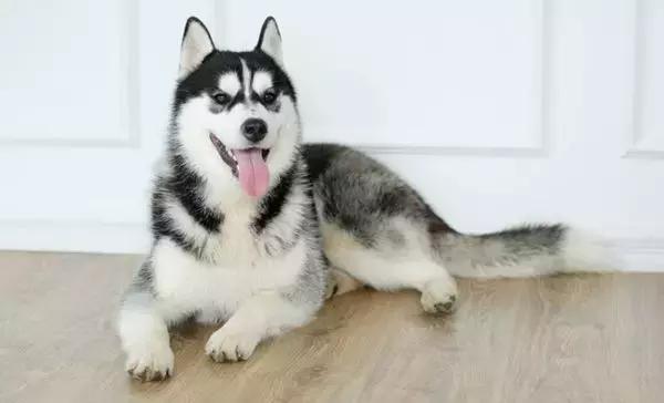 哈士奇长期软便,哈士奇偏瘦是怎么回事