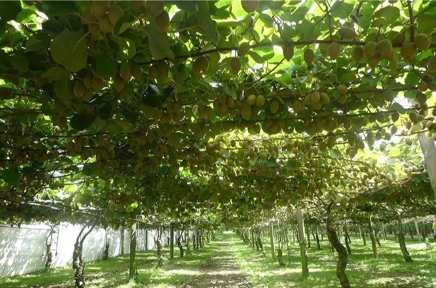 火龙果其实是多肉?猕猴桃开花好乘凉?