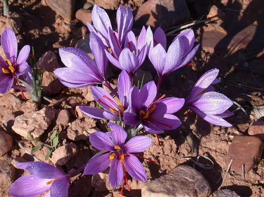 火龙果其实是多肉?猕猴桃开花好乘凉?