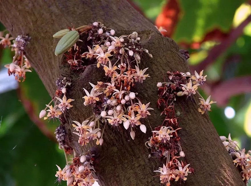 火龙果其实是多肉?猕猴桃开花好乘凉?