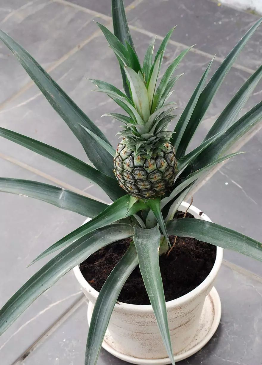 火龙果其实是多肉?猕猴桃开花好乘凉?