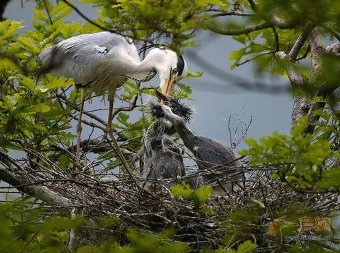 母爱是什么比喻句,母爱是什么呢