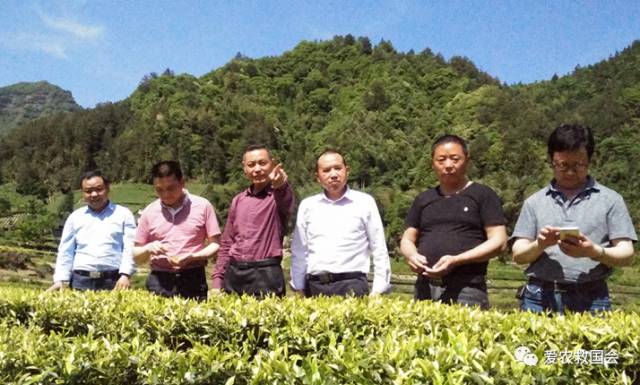 商机处理基本步骤,白叶茶培育