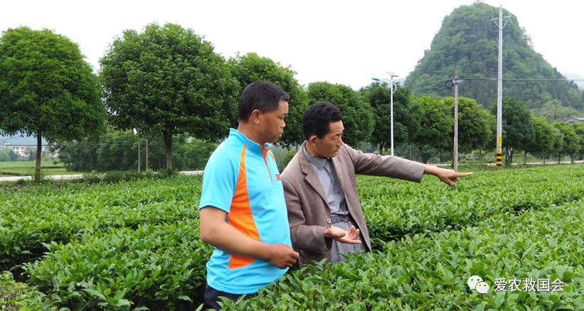 干旱天气对茶叶的影响,高温干旱对茶树的影响