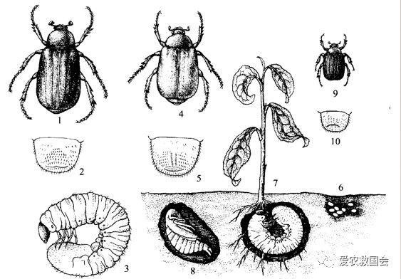 茶园里的害虫和益虫,茶园常见的两种害虫