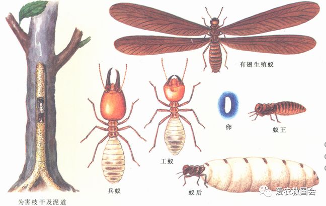 茶园里的害虫和益虫,茶园常见的两种害虫