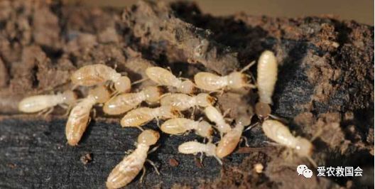 茶园里的害虫和益虫,茶园常见的两种害虫