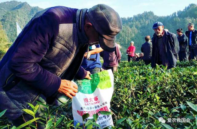 茶园里的害虫和益虫,茶园常见的两种害虫