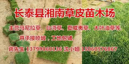 植物图鉴城市常见景观树,路边常见的植物