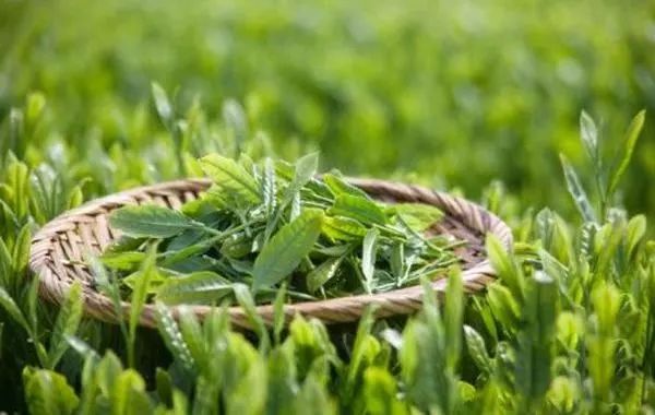 漱口水洁牙慕斯,比牙膏好用的漱口水