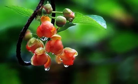 漱口水洁牙慕斯,比牙膏好用的漱口水