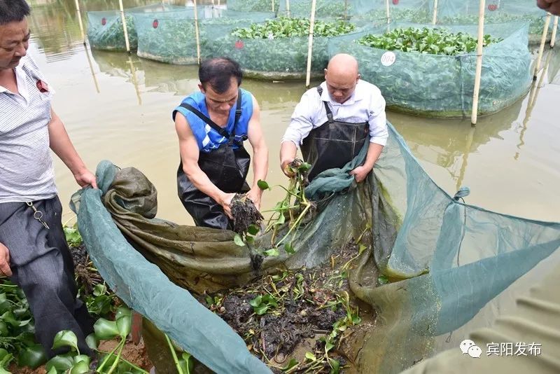 水产养殖养出富民大产业,特色水产养殖带动群众发家致富