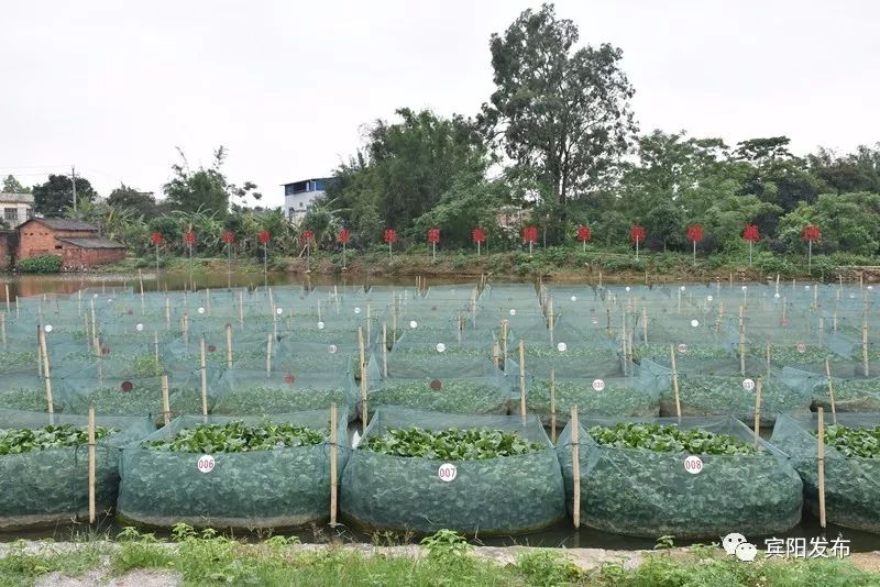 水产养殖养出富民大产业,特色水产养殖带动群众发家致富