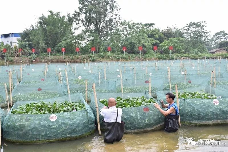 水产养殖养出富民大产业,特色水产养殖带动群众发家致富