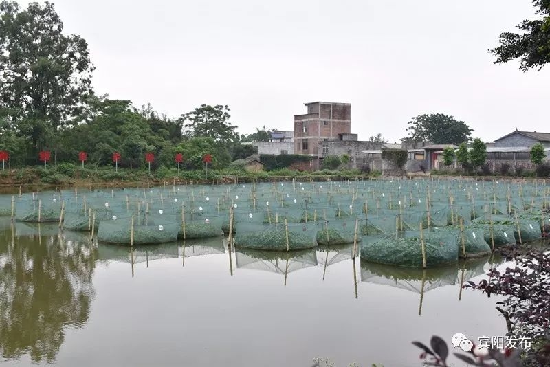 水产养殖养出富民大产业,特色水产养殖带动群众发家致富
